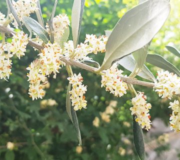 گل-درخت-زیتون