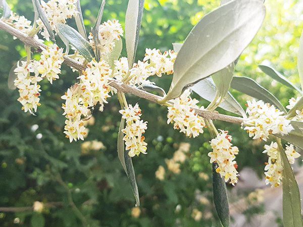 گل-درخت-زیتون